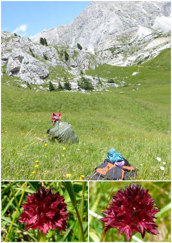 Una giornata a Valparola. Dactylorhiza, Nigritella e grandi montagne!